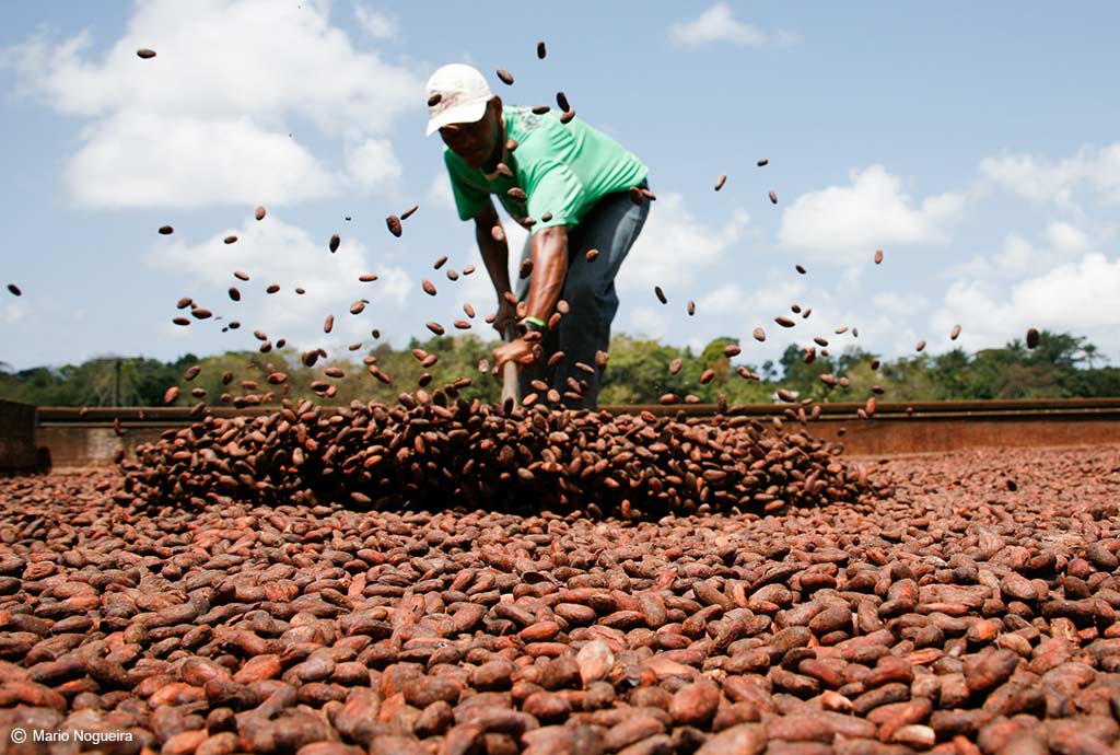 Fazenda Vila Rosa – Experiência do Cacau - foto 6